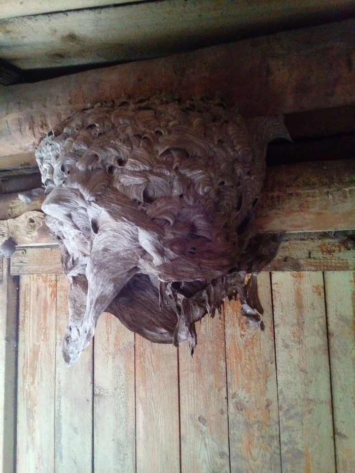 Nest - My, Longpost, Nest, Hornet, Wasp, Question
