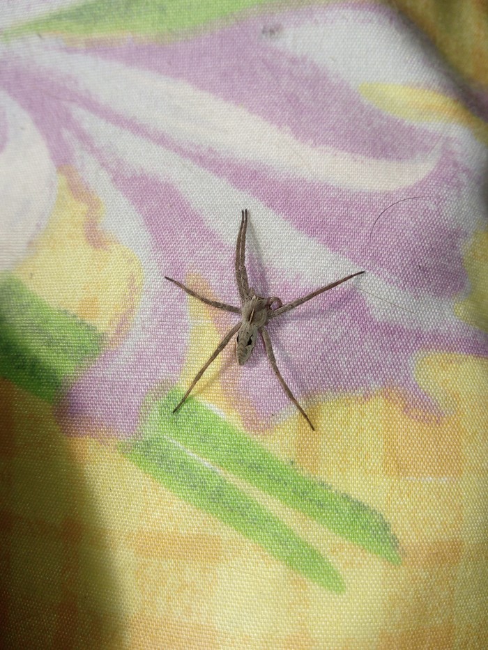 Паук мутант или нормальный?