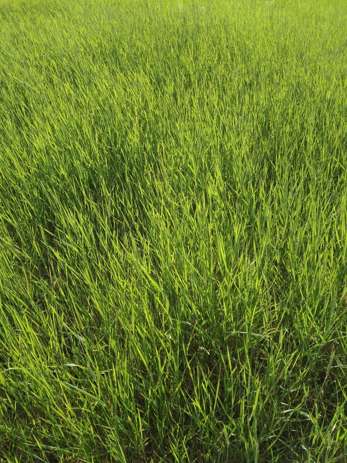 Grass. - My, Nature, Russia, Volga region