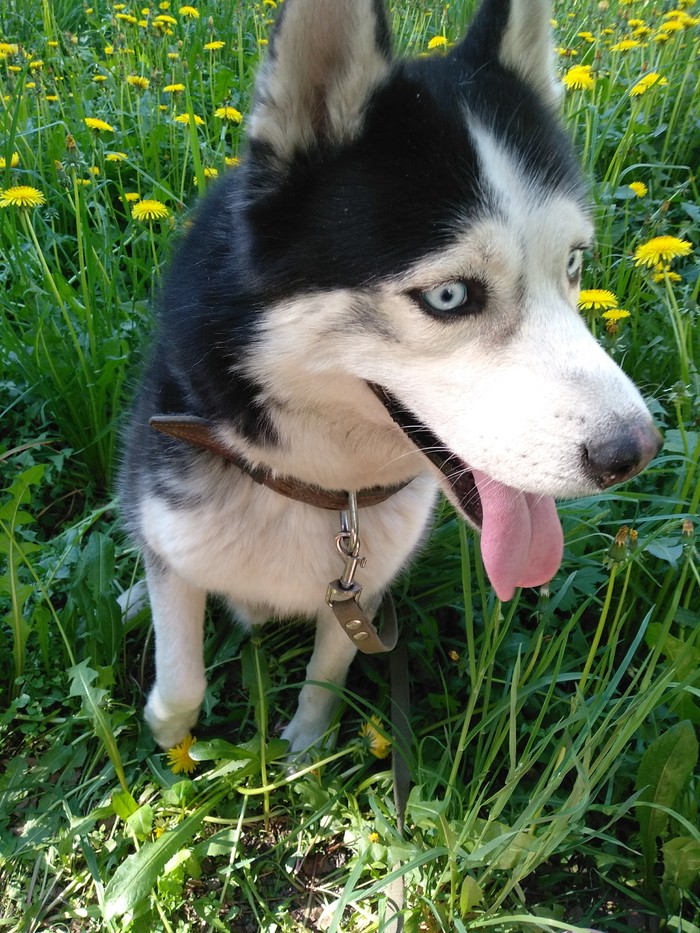 Three stages of walking - Husky, Как так?, Spring, My, Dog, Milota, Longpost, How?