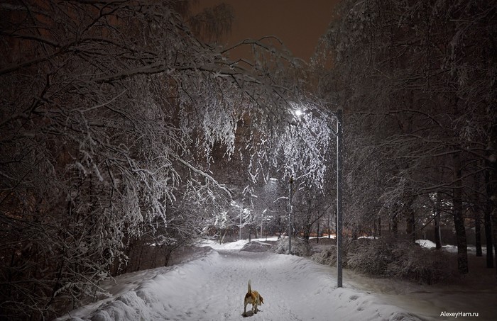 Snowfall in Moscow - My, Snowfall, Evening, People, Dog, Night, Lamp, The photo