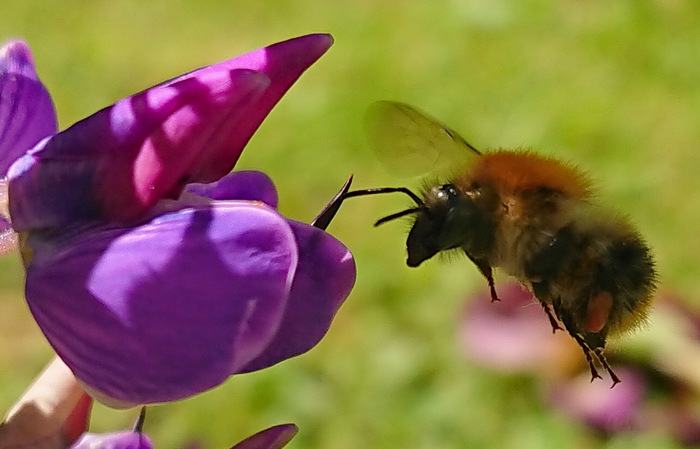 On the fly. - Bumblebee, My, Macro photography, Macro, Summer, Flowers