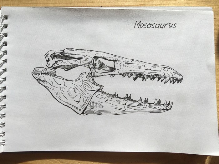 Mosasaurus skull - My, Paleontology, Dinosaurs, Fossils, Pen drawing, Mascara, Mosasaurs