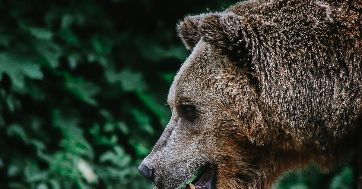 Медведь хозяин леса. Хозяин леса. Фото National Geographic медведи. Фото медведей вечером.