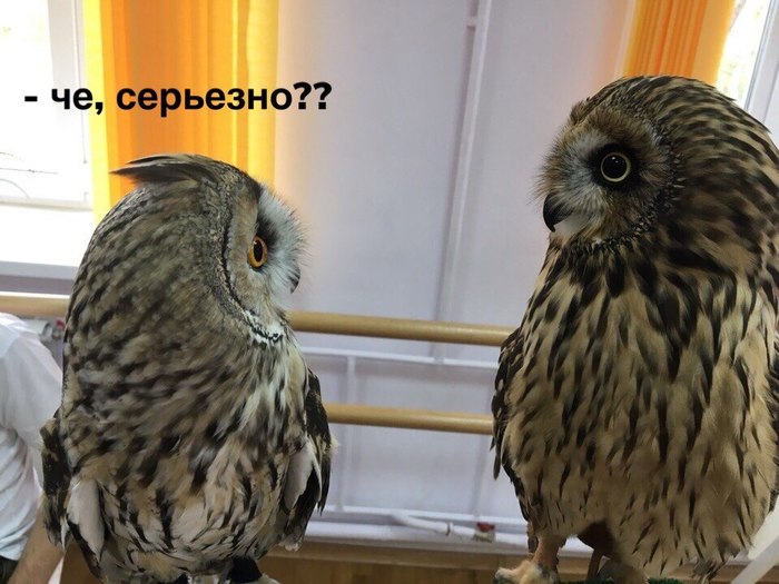 What did she say to him?... - My, Owl, Mat, Swamp owl, Humor, Longpost, 