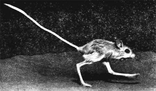 Jerboas. - Milota, Longpost, , Jerboa, Animals, The photo, Text