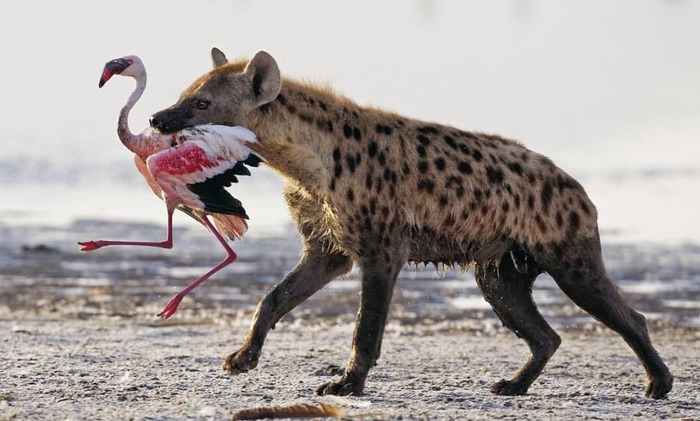 Hyena teaches flamingos to fly - The photo, Animals, Hyena, Flamingo, I believe I can Fly, Bon Appetit