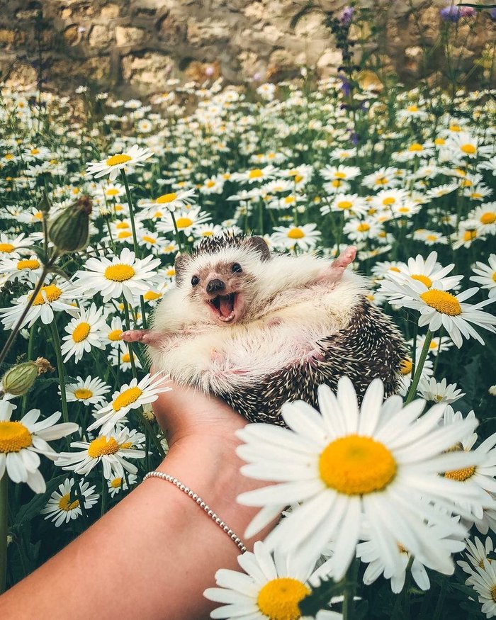 happy hedgehog - Hedgehog, Happiness, The photo, Chamomile, Milota, Animals