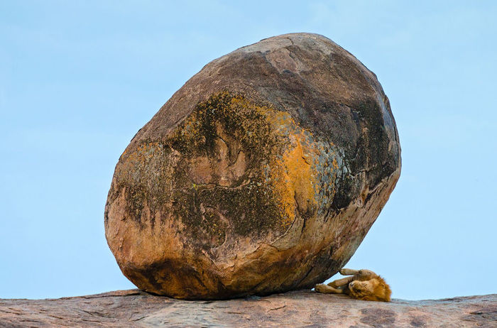 Big cat - big ball! - A rock, a lion, Ball game, The photo, Serengeti, cat
