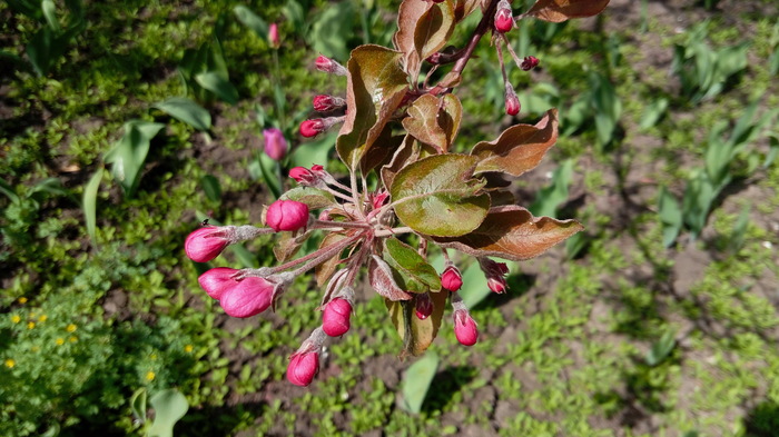 Расцветают красные ранетки. Сибирь