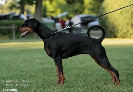 About breeds of dogs. - Dog, Dog breeds, Doberman, Longpost, Video