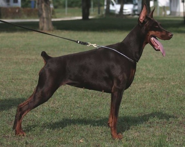 About breeds of dogs. - Dog, Dog breeds, Doberman, Longpost, Video