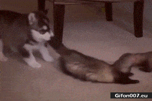 Stay there, come here) - Animals, Dog, Ferret, GIF, Husky