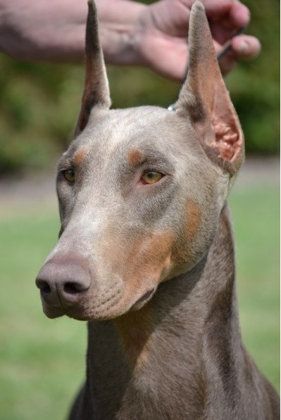 About breeds of dogs. - Dog, Dog breeds, Doberman, Longpost, Video