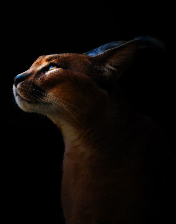 Caracal - Caracal, , The photo, Animals