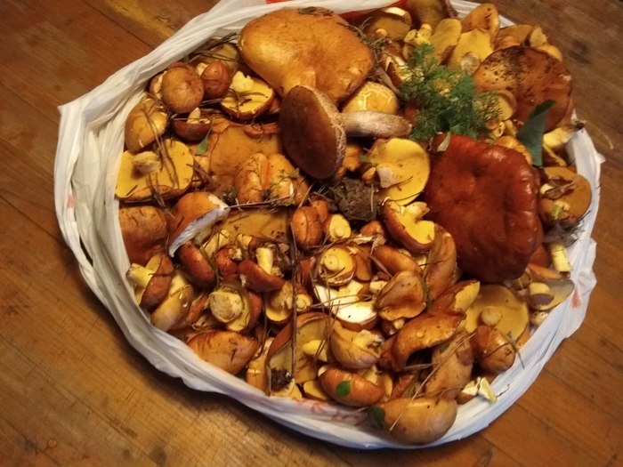 The first one went! - My, Mushrooms, Mushroom season, Longpost