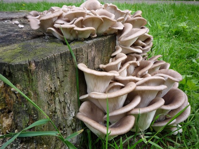Oyster mushroom - My, Life stories, Childhood, Childhood of the 90s, Humor, Mushrooms, Grandfather, Dacha, the USSR