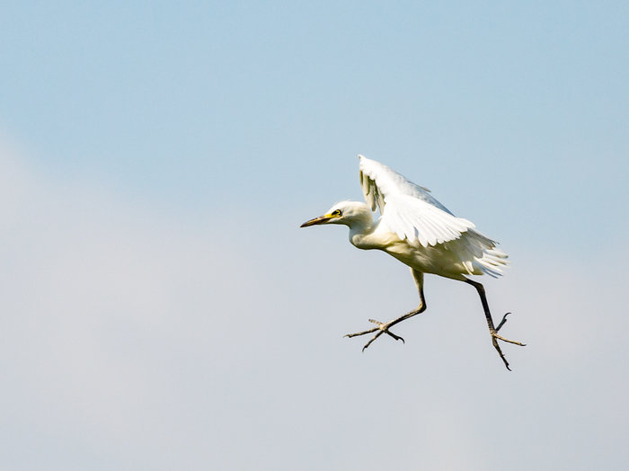 sky walker - My, The photo, Birds, Egret