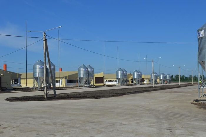 Cherkizovo Group commissioned a new pig farm in the Voronezh Region - Voronezh region, news, Livestock breeding