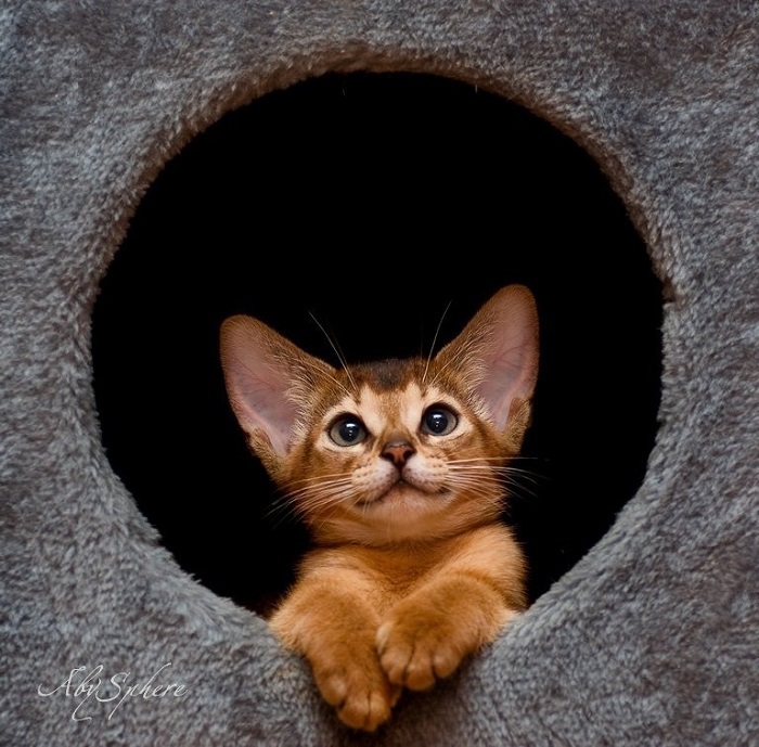 Little Abyssinian - Abyssinian cat, cat, Animals