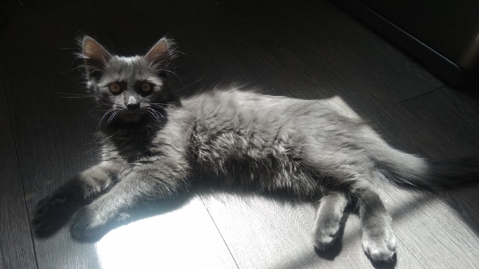 Мой домашний демон