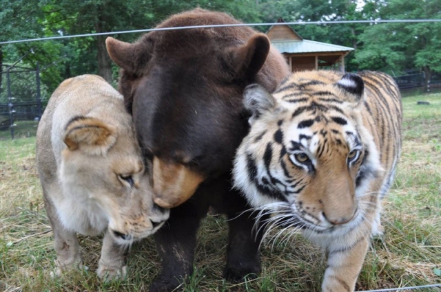 Run, I'll stop them... - Zoo, Germany, Self sacrifice, The escape