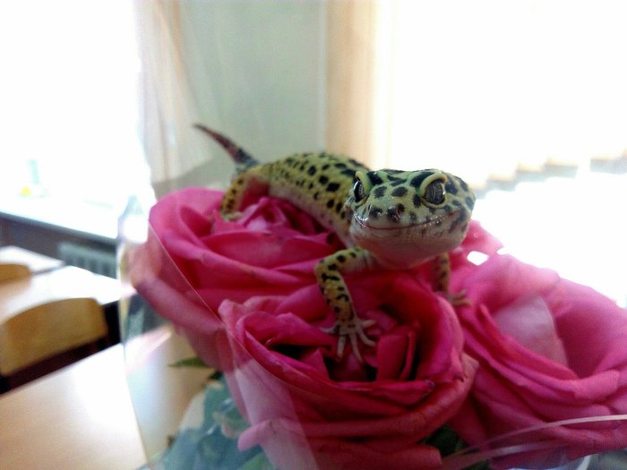 Just a happy gecko in your feed) - My, Gecko, Leopard gecko, School, Summer, Longpost