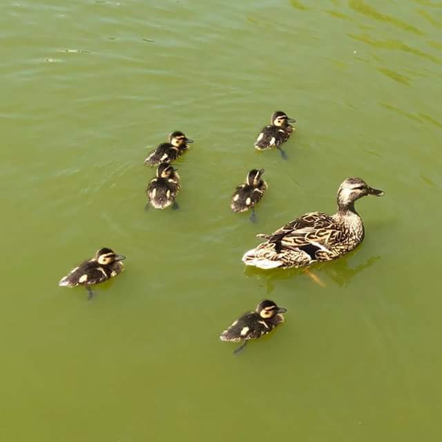 Ribbon cuties - My, Milota, Family, Summer, , Duck, The photo