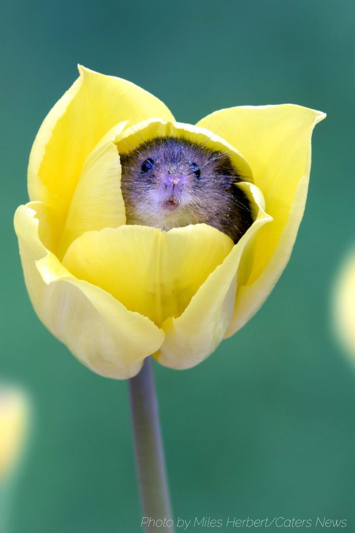 Field hamsters love the smell of pollen and often fall asleep inside the flower. - Interesting, Milota, The photo, Hamster