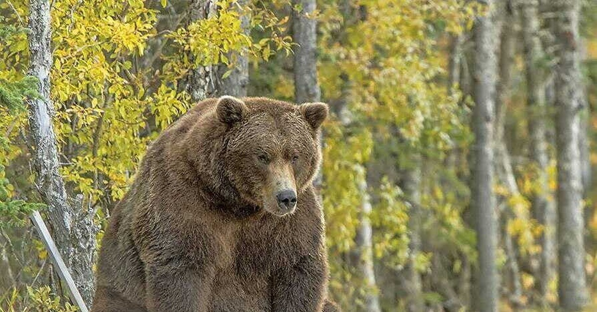 Bear century. Медведь. Медведь на фоне природы.