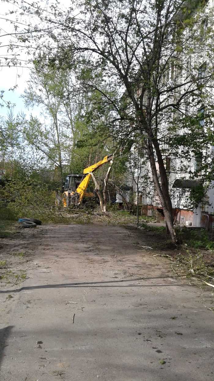 How trees are cut down in Tomsk - My, Tree, Idiocy, Longpost