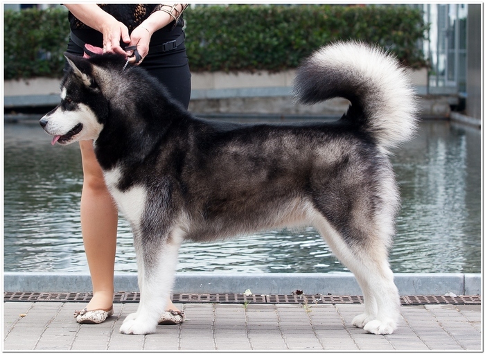 About breeds of dogs. - Dog, Dog sled, Alaskan Malamute, , Dog breeds, Longpost, 