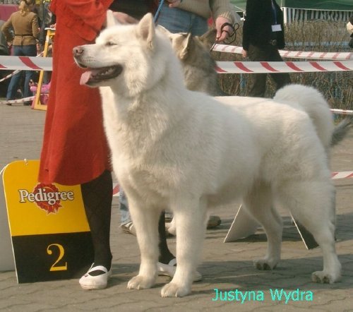 About breeds of dogs. - Dog, Dog sled, Alaskan Malamute, , Dog breeds, Longpost, 