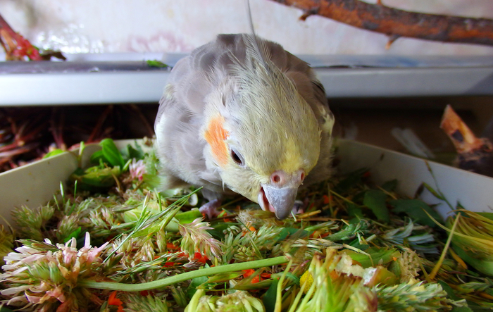 The season of greenery for birds continues. - My, Birds, A parrot, Corella, , Sparrow, Longpost, Greenery, Nutrition