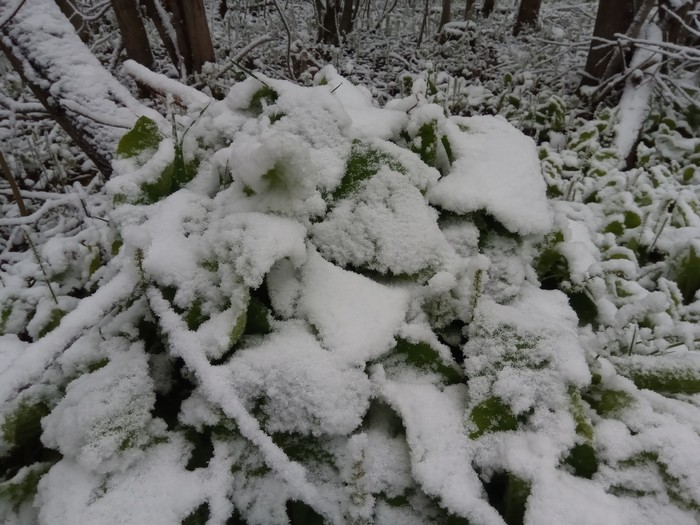 Harsh Ural summer - Summer, Snow, Nature, Forest, Russia, Perm Territory, Longpost