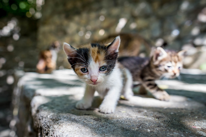 Crimea, Yalta cats. - My, cat, Animals, Crimea, Russia, The photo, Lodging, Hostel, Longpost