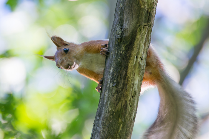protein post - My, The photo, Photo hunting, Animals, Wild animals, Squirrel, Forest, Rostov-on-Don, Longpost
