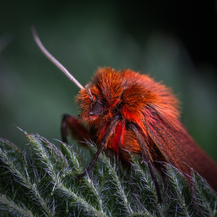 Brown fat woman - My, Butterfly, , Nettle, Crassula, Insects, Macro, Macrohunt, Mp-e 65 mm, Longpost, Macro photography