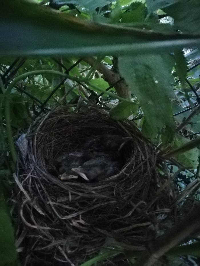 У нас в саду пополнение) Гнездо, Дрозд, Длиннопост