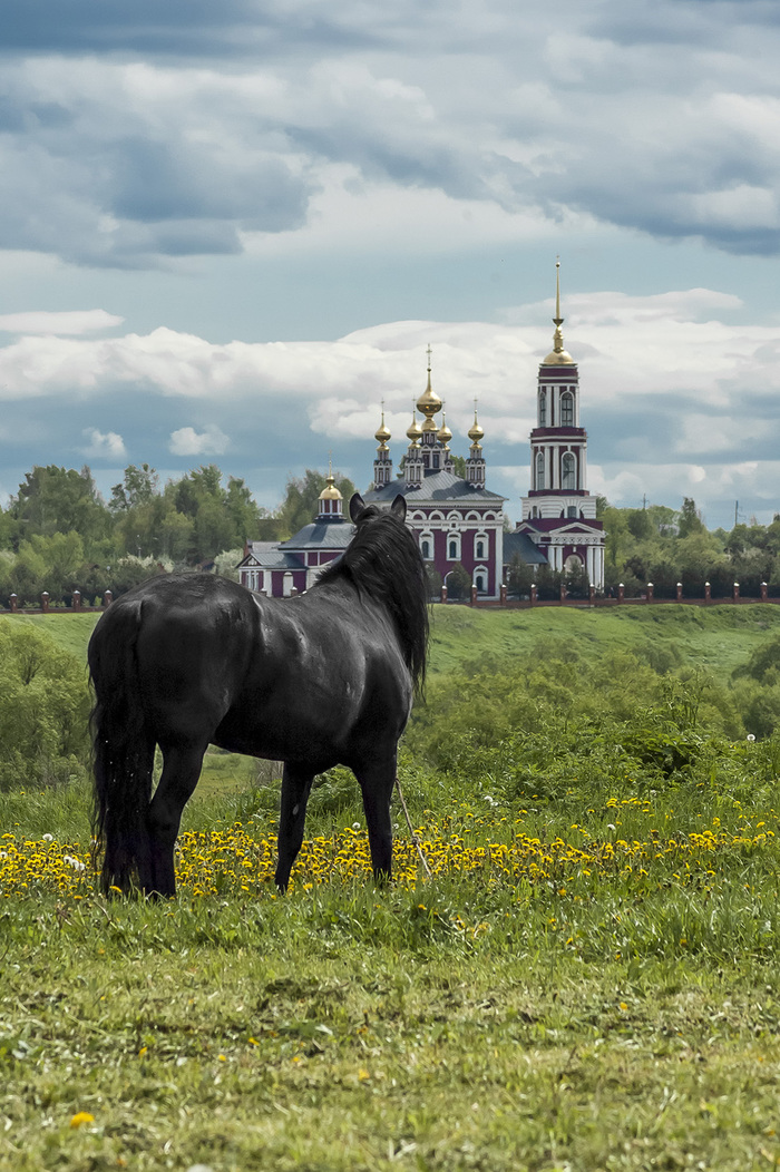 Вороной - Моё, Суздаль, Пейзаж, Лошадь, Церковь, Фотография, Лошади