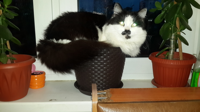 �������, �������!