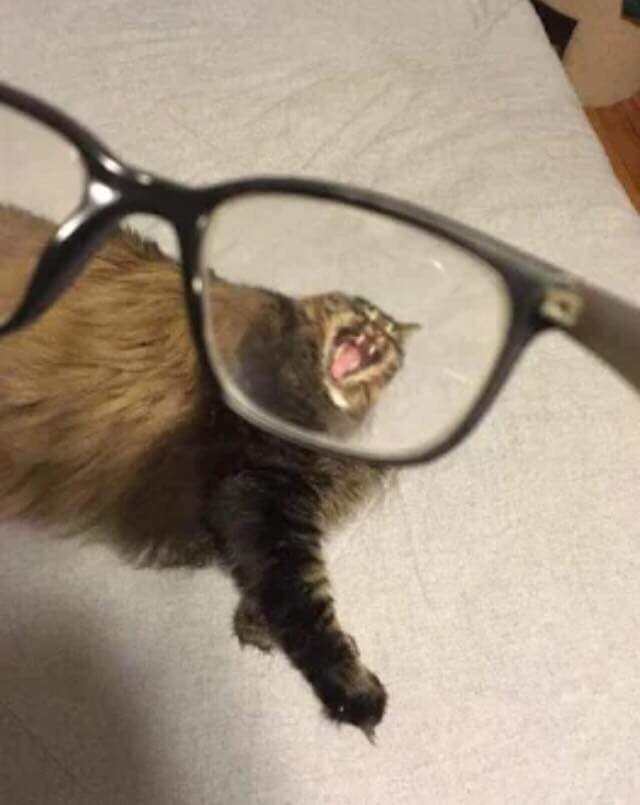 I think I found myself a new hobby: - Images, cat, Longpost, Glasses