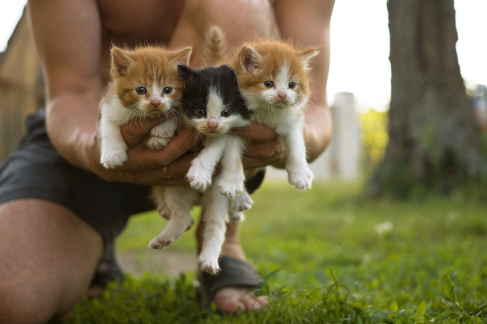 Kittens in good hands - My, , In good hands, Is free, Milota, Redheads, Longpost, cat, No rating