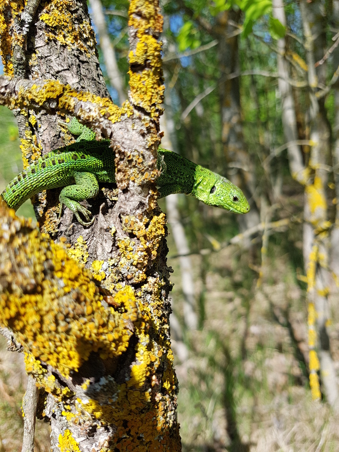 green lizard - My, Beginning photographer, Mobile photography, Lizard