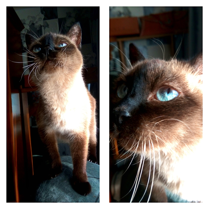 My blue eyed cat - My, cat, Blue eyes, Thai cat