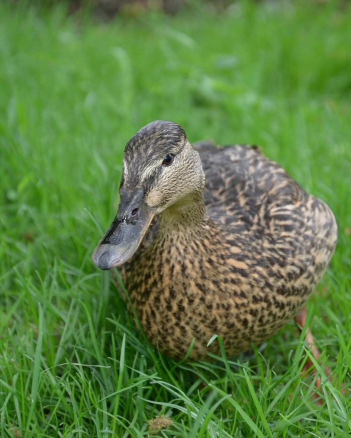 Wild duck in herbs - Duck, My, Nikon, The photo, Grass