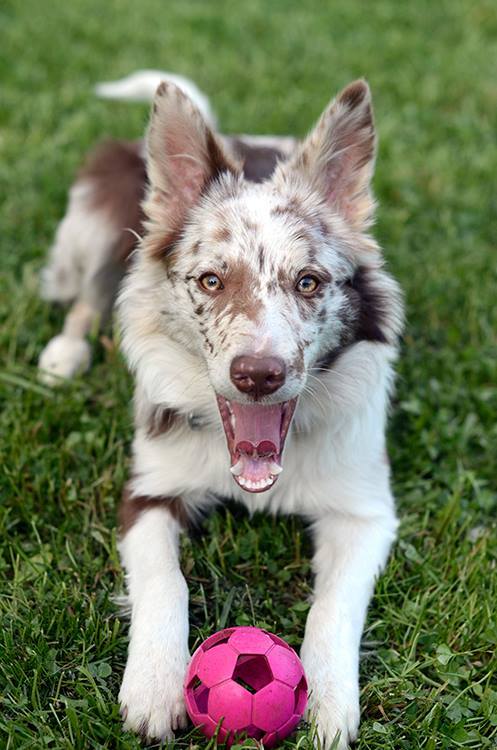 It's all a Border Collie! - My, Border Collie, Dog, , , Longpost