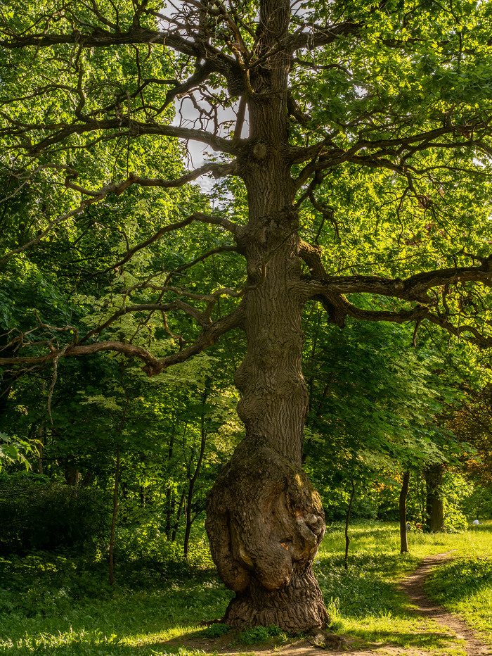 Oak with hands in the botanical garden in Moscow - My, The photo, Tree, The park, Oak