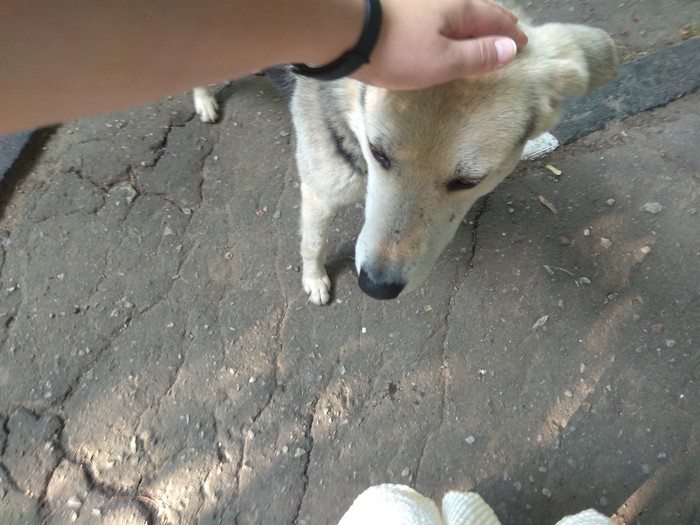 Peekaboo, help me find the owner - Krasnodar, Dog, Longpost, Help, Found a dog, No rating, Helping animals