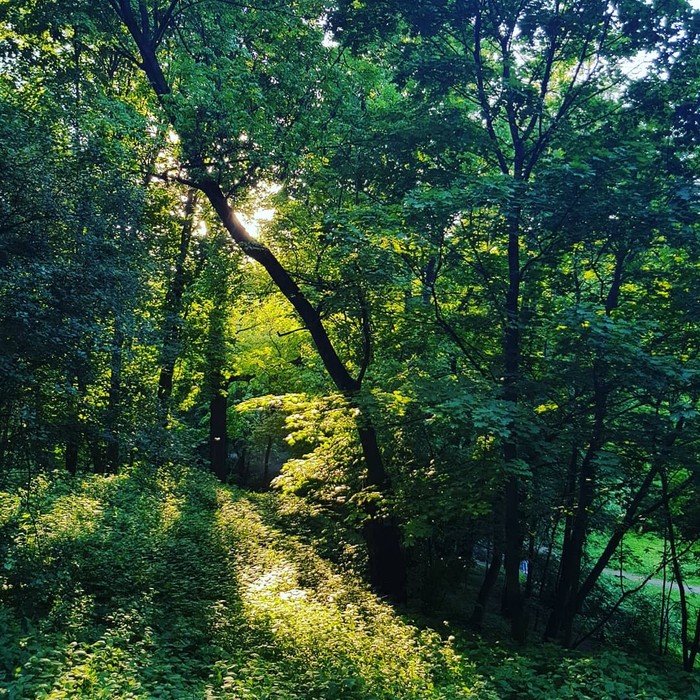 Kolomenskoe. Evening. - My, Nature, Flowers, beauty, Greenery, Hiking, Longpost